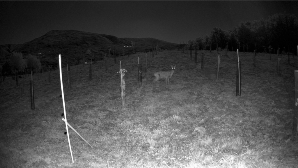 3bee wildlife monitoring deer