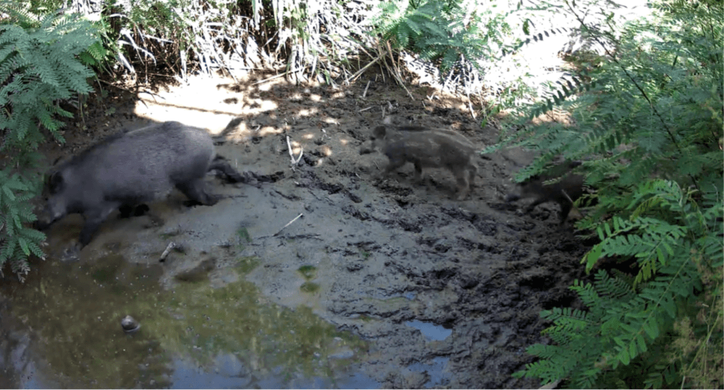 3bee wildlife monitoring wild boars